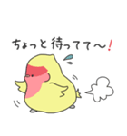 コザクラインコ 日常会話用 1-5（個別スタンプ：15）