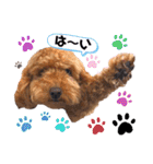 Momiji＆Tomato STAMP（個別スタンプ：11）