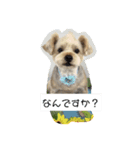 垂れ耳ヨーキー小太郎2（個別スタンプ：5）