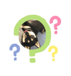 黒柴むぎ（個別スタンプ：9）
