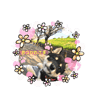黒柴むぎ（個別スタンプ：13）