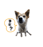 おぶーのスタンプ（個別スタンプ：2）