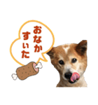 おぶーのスタンプ（個別スタンプ：3）