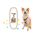 おぶーのスタンプ（個別スタンプ：11）