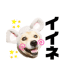おぶーのスタンプ（個別スタンプ：13）