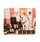 おぶーのスタンプ（個別スタンプ：25）