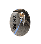 おぶーのスタンプ（個別スタンプ：31）