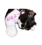 にゃーちゃんの日常 癒し（個別スタンプ：2）