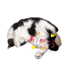 にゃーちゃんの日常 癒し（個別スタンプ：6）