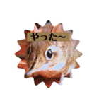 ひよこかわいい動物（個別スタンプ：1）
