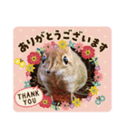 ひよこかわいい動物（個別スタンプ：2）