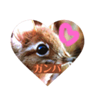 ひよこかわいい動物（個別スタンプ：3）