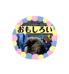 ひよこかわいい動物（個別スタンプ：10）