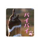 ひよこかわいい動物（個別スタンプ：11）