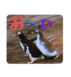 ひよこかわいい動物（個別スタンプ：14）