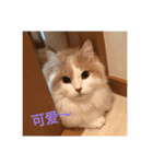 ロキです（個別スタンプ：1）