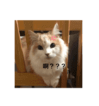 ロキです（個別スタンプ：3）