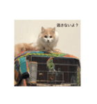 ロキです（個別スタンプ：8）