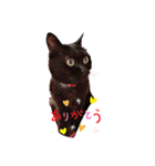 黒猫ゴマ（個別スタンプ：1）