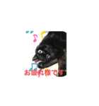 黒猫ゴマ（個別スタンプ：2）