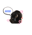 黒猫ゴマ（個別スタンプ：8）