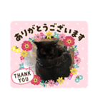 黒猫ゴマ（個別スタンプ：9）