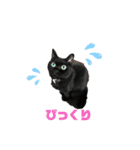 黒猫ゴマ（個別スタンプ：10）