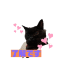 黒猫ゴマ（個別スタンプ：13）