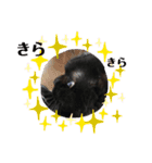 黒猫ゴマ（個別スタンプ：17）