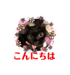 黒猫ゴマ（個別スタンプ：20）