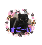 黒猫ゴマ（個別スタンプ：23）
