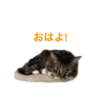 福ちゃんの挨拶⭐︎＃1（個別スタンプ：3）