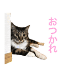 福ちゃんの挨拶⭐︎＃1（個別スタンプ：4）