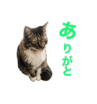 福ちゃんの挨拶⭐︎＃1（個別スタンプ：6）