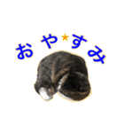 福ちゃんの挨拶⭐︎＃1（個別スタンプ：8）