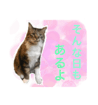 福ちゃんの挨拶⭐︎＃1（個別スタンプ：12）