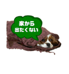 イッヌスタンプ④（個別スタンプ：1）