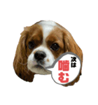 イッヌスタンプ④（個別スタンプ：4）