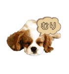 イッヌスタンプ④（個別スタンプ：13）