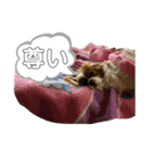 イッヌスタンプ④（個別スタンプ：14）