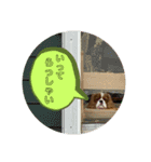 イッヌスタンプ④（個別スタンプ：15）