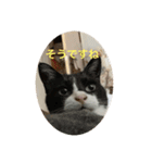 猫んズ（個別スタンプ：1）