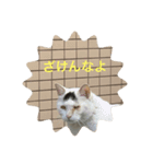 猫んズ（個別スタンプ：2）