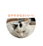 猫んズ（個別スタンプ：3）