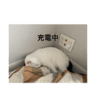 猫んズ（個別スタンプ：4）