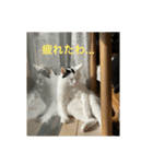 猫んズ（個別スタンプ：5）