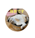 猫んズ（個別スタンプ：6）