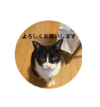 猫んズ（個別スタンプ：7）