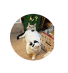 猫んズ（個別スタンプ：8）