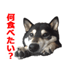 しゃべる柴犬（日常会話編4）（個別スタンプ：5）